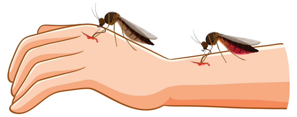 mosquito bite blood extraction from human arm