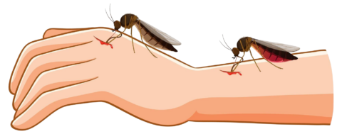 mosquito bite blood extraction from human arm